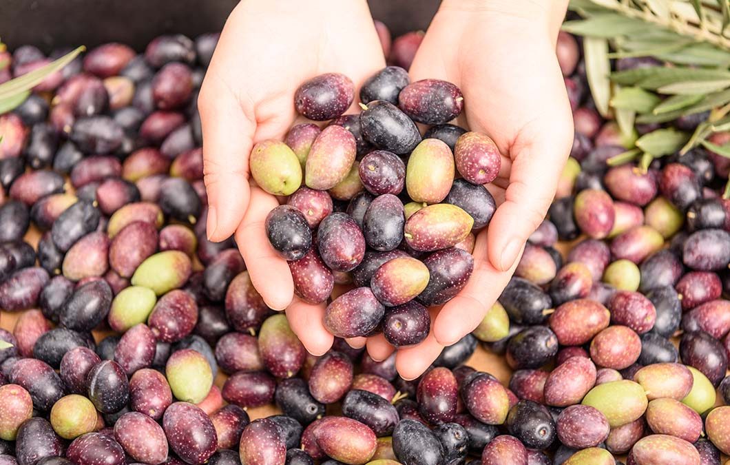 5 Increíbles Usos del Hueso de Aceituna que Debes Conocer