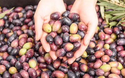 5 Increíbles Usos del Hueso de Aceituna que Debes Conocer